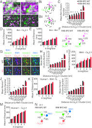 Plus, your savings money will be guaranteed by the government and are exempted from income tax! Rim Bp2 Loss Results In Defective Ca V 2 1 Clustering At The Az A Ca Download Scientific Diagram