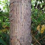 Image result for Morinda lucida