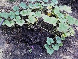 The reason that you need all the seed starting supplies listed below is because you want total control over the environment. Planting In Compost A Gardening Experiment The Gardening Cook