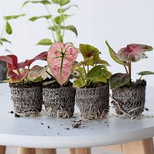 Liza aditya pun tampak sumringah menerima hadiah mewah dari sang kekasih bule. 8 Jenis Bunga Keladi Tanaman Hias Daun Yang Kini Paling Banyak Dicari