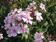 Phlox Paniculata Garden Phlox Hostflox Flower Garden Design Hummingbird Flowers Rose Color Meanings