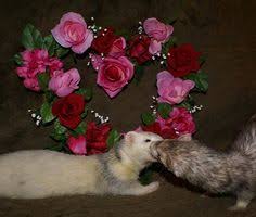 Ferret hammock | home interior design ideas. 49 Ferret Hammocks Ideas Ferret Cute Ferrets Small Pets