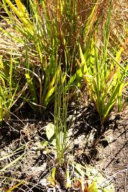 Image result for Schizaea pectinata