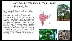 Image result for Ebenaceae