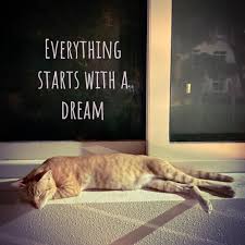 Gatito Little Cat On Instagram Everything Starts With A Dream Cat Sweetcatshow Sosweetcats Catsweek Catlovers Catsofinst In 2020 Cat Life Caturday Cats