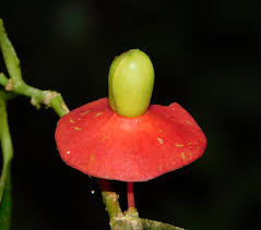 Image result for Heisteria