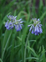 Image result for Agapanthus inapertus