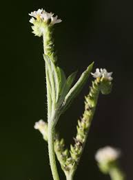 Image result for Euploca ovalifolia