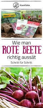 Rote Bete Im Portrait Die Gesunde Rube Aus Dem Eigenen Garten Mit Bildern Rote Beete Pflanzen Rote Beete Brokkoli Anbauen
