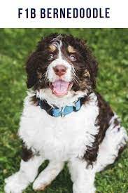 Standards bernedoodles are big, majestic, and stunning. F1b Bernedoodle What To Expect From This Second Generation Mix