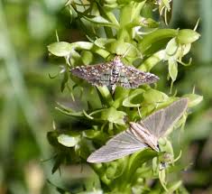 Image result for Habenaria disparilis