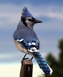 Birds Of A Feather Flock Together Meaning In Tamil Meet The Jays Blue Jays Steller S Jays And Western Scrub Jays Blue Jay Jay Bird