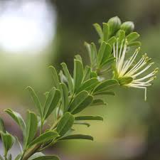 Image result for Maerua cafra