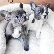 Houston texas based french bulldog breeder, questions or inquiries are always welcome! French Bulldog Puppies For Sale Houston Tx 295762