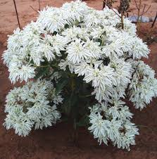 Image result for Helinus spartioides