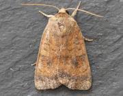 Image result for Noctua interjecta