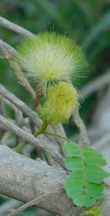 Image result for Albizia odoratissima