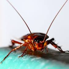 Indoor cockroaches are known as significant pests of public health, and outdoor species that find their way inside insecticides are most effective in controlling cockroaches when combined with sanitation and exclusion practices that limit. How To Get Rid Of Cockroaches Planet Natural