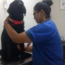 Justanswer.com has been visited by 100k+ users in the past month Happy Pets Veterinary Clinic Vastrapur Pet Clinics In Ahmedabad Justdial
