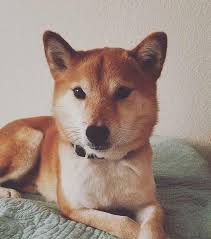 Meanwhile, her dog, russ, the narrator of the story, digs up a priceless faberge egg buried mist: Saving Shibas Inc Posts Facebook