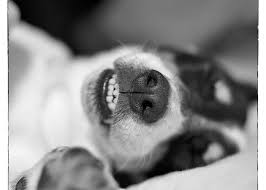Jack Russell Terrier Portrait In Black And White Greeting Card For Sale By Natalie Kinnear