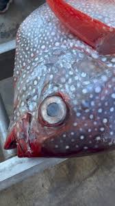 We’ve got a beautiful Opah fresh off the F/V Linnea C! Available for LBI  delivery or in-store pickup at Cassidy’s Fish Market. If you’d rather let  someone else do the cooking, Black Eyed Susan’s will ...