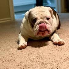 We strive to produce puppies that meet and hopefully exceed the akc standard in appearance & health with. Why English Bulldogs Are So Expensive Dbldkr