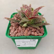 Image result for Crassula alba