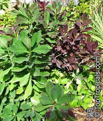 Image result for Synadenium cupulare