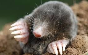 If you have a persistent mole problem, the best solution is trapping.frankly, this is often the only way to get rid of moles. How To Get Rid Of Moles In Your Garden