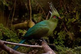 Birds That Start With Letter I 10 Fascinating Animals Whose Names Start With The Letter T Animals Fascinating Letter T