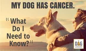 Unfortunately cancer in dogs is relatively common, especially in dogs older is the lump round or does it have an irregular shape. How Do You Know Your Dog Has Brain Cancer What Causes Seizures In Dogs What You Can Do What You Need To Know About Tumors In Dogs Tumors In Dogs