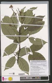 Image result for Allophylus africanus