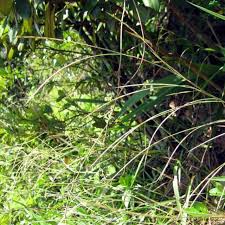 Image result for Hemarthria