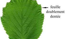 atelier herbier numerique noisetier feuilles de plantes feuille coloriage anime manga digimon