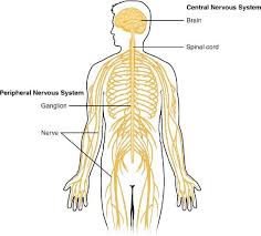 Create healthcare diagrams like this example called central nervous system in minutes with smartdraw. 2 1 The Central And Peripheral Nervous Systems Social Sci Libretexts