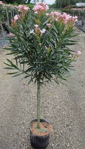 How To Prune Oleander Trees Arizona Gardening Forum Gardenweb Landscaping Plants Desert Landscaping Plants