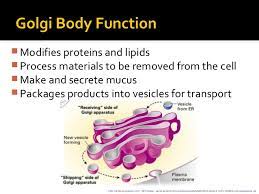 Mitochondria is the main energy source of the cell. What Is The Function Of The Golgi Complex Socratic