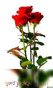 Proflowers brilliant collection of happy birthday flowers are specially designed to celebrate the joy and delight of the special day and is sure to put a smile on any birthday boy or girl's face! Download Free Picture Three Roses Happy Birthday Card On Cc By License Free Image Stock Torange Biz Fx 100147