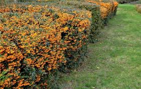 Image result for Pyracantha coccinea golden charmer