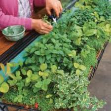 Garden artisans 24 wrought iron window hayrack with molded coco liner. Herbs For Every Window Box Finegardening