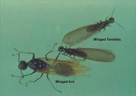 Is a termite smaller than an ant? Ants And Termites How To Tell The Difference University Of Maryland Extension