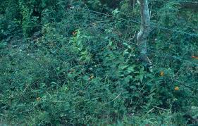 Image result for Lantana moldenkei