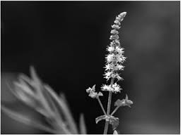 Image result for Swertia usambarensis