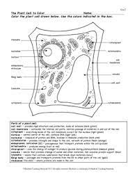 In a cell, there is the nucleus that acts as the brain of the cell and controls all other cell functions. Plant Cell Color Page Worksheet And Quiz Ce 2 By Bluebird Teaching Materials