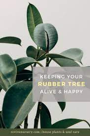 Rubber Tree Ficus Elastica Plants Trees To Plant Rubber Tree Plant