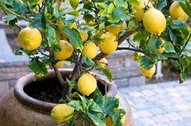 Maybe you would like to learn more about one of these? How Long Does It Take For A Lemon Tree To Bear Fruit The Garden Of Eaden