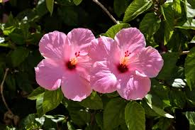 Image result for Hibiscus ludwigii