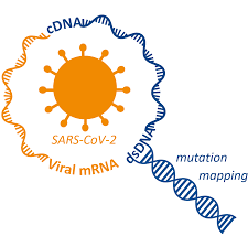Stattdessen helfen sie ihnen, die ausbreitung des erregers besser zu verstehen. Clicktech Single Strain Mutation Mapping Kit For Sars Cov 2 Baseclick Gmbh