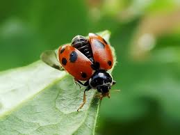Lebah serangga bug kumbang ladybird kumbang biru dan merah. Spotted Amber Ladybird South Free Photo On Pixabay